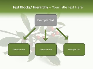 Christmas Holly Isolated On White (Natural) PowerPoint Template