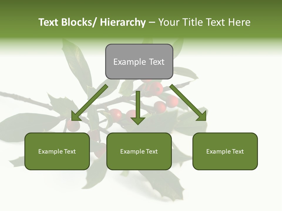 Christmas Holly Isolated On White (Natural) PowerPoint Template