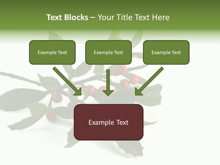 Christmas Holly Isolated On White (Natural) PowerPoint Template