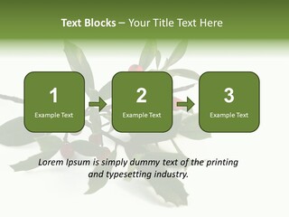 Christmas Holly Isolated On White (Natural) PowerPoint Template