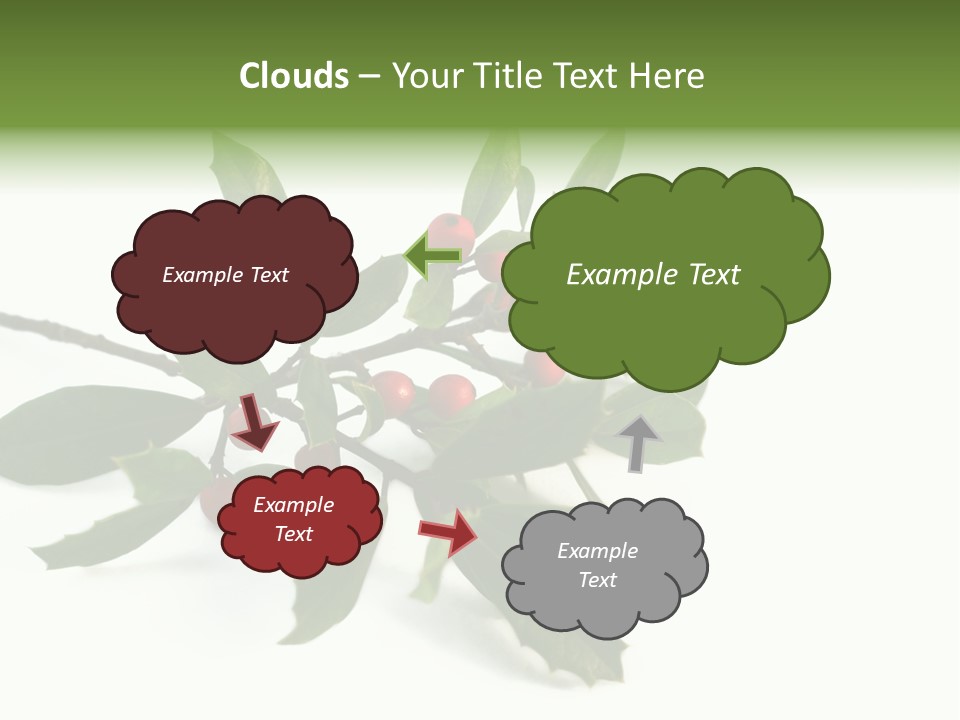 Christmas Holly Isolated On White (Natural) PowerPoint Template