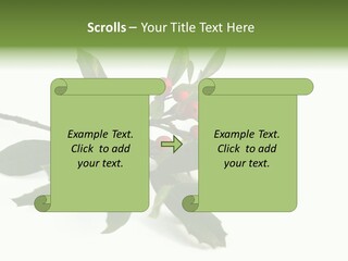 Christmas Holly Isolated On White (Natural) PowerPoint Template