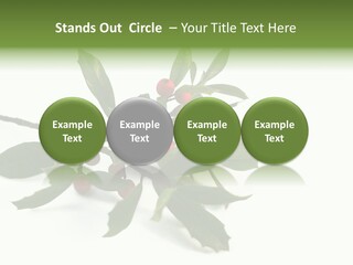 Christmas Holly Isolated On White (Natural) PowerPoint Template