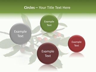 Christmas Holly Isolated On White (Natural) PowerPoint Template