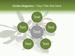 Christmas Holly Isolated On White (Natural) PowerPoint Template