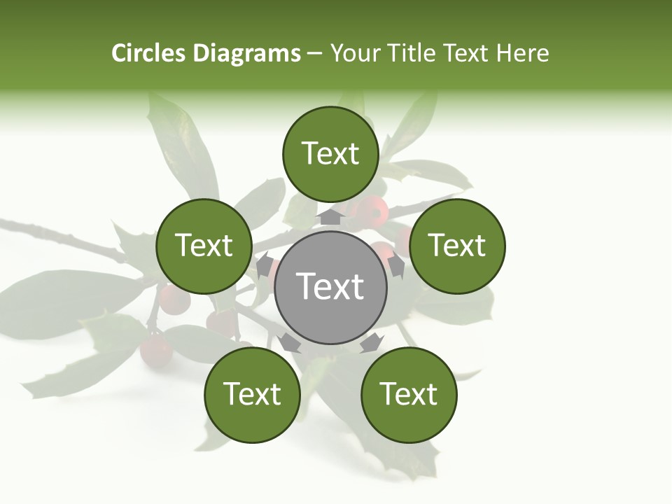 Christmas Holly Isolated On White (Natural) PowerPoint Template