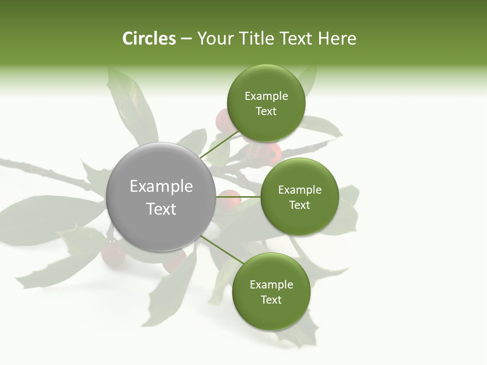 Christmas Holly Isolated On White (Natural) PowerPoint Template