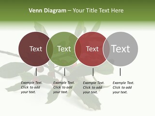 Christmas Holly Isolated On White (Natural) PowerPoint Template