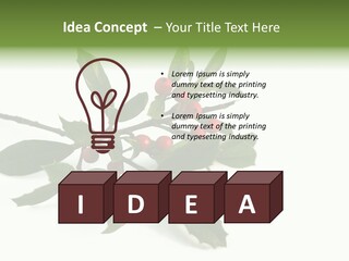 Christmas Holly Isolated On White (Natural) PowerPoint Template