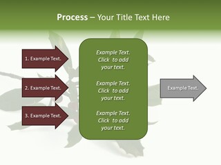 Christmas Holly Isolated On White (Natural) PowerPoint Template