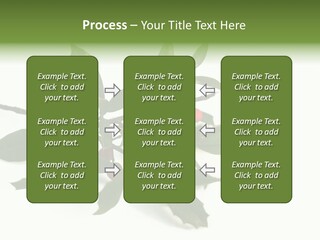 Christmas Holly Isolated On White (Natural) PowerPoint Template