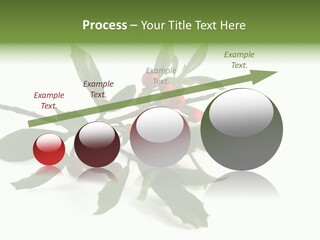 Christmas Holly Isolated On White (Natural) PowerPoint Template