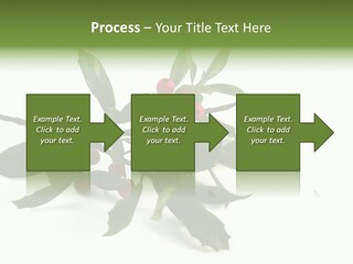 Christmas Holly Isolated On White (Natural) PowerPoint Template