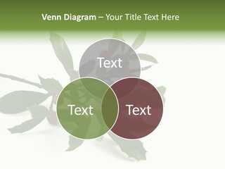 Christmas Holly Isolated On White (Natural) PowerPoint Template