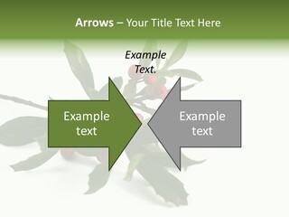 Christmas Holly Isolated On White (Natural) PowerPoint Template