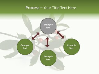 Christmas Holly Isolated On White (Natural) PowerPoint Template