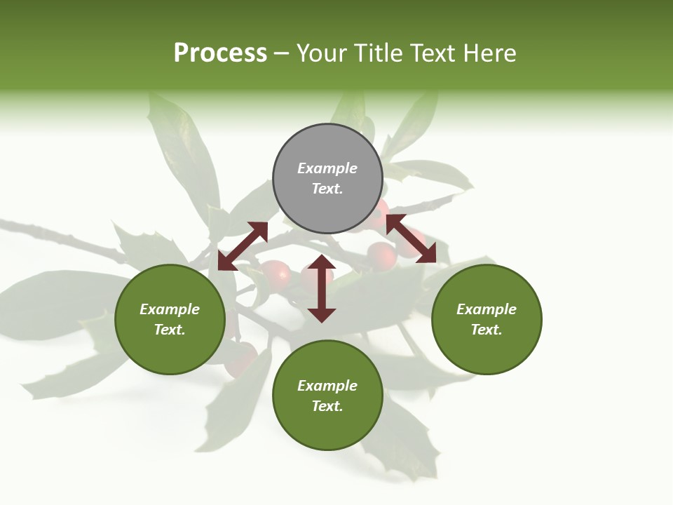 Christmas Holly Isolated On White (Natural) PowerPoint Template