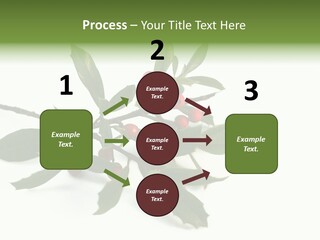 Christmas Holly Isolated On White (Natural) PowerPoint Template