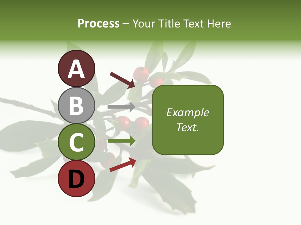 Christmas Holly Isolated On White (Natural) PowerPoint Template