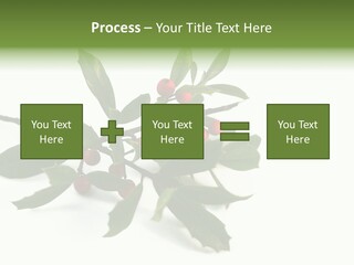 Christmas Holly Isolated On White (Natural) PowerPoint Template