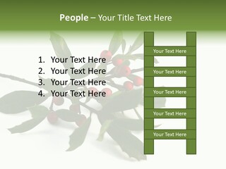 Christmas Holly Isolated On White (Natural) PowerPoint Template