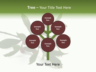 Christmas Holly Isolated On White (Natural) PowerPoint Template