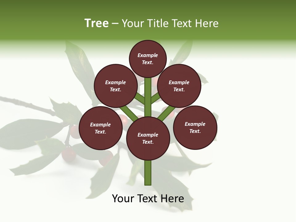 Christmas Holly Isolated On White (Natural) PowerPoint Template