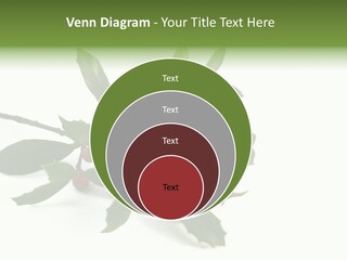 Christmas Holly Isolated On White (Natural) PowerPoint Template