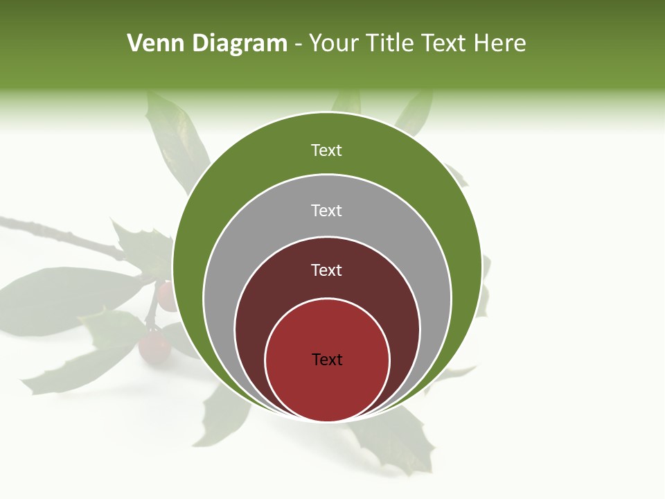 Christmas Holly Isolated On White (Natural) PowerPoint Template