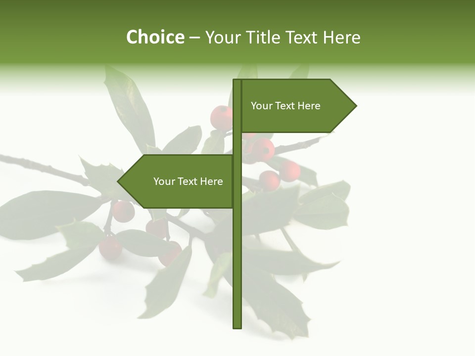 Christmas Holly Isolated On White (Natural) PowerPoint Template