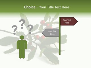 Christmas Holly Isolated On White (Natural) PowerPoint Template