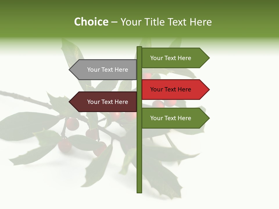 Christmas Holly Isolated On White (Natural) PowerPoint Template