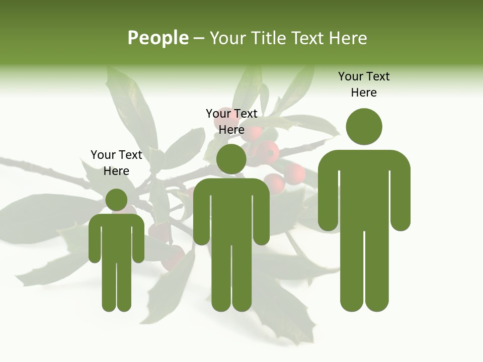 Christmas Holly Isolated On White (Natural) PowerPoint Template