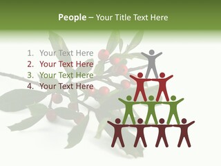 Christmas Holly Isolated On White (Natural) PowerPoint Template