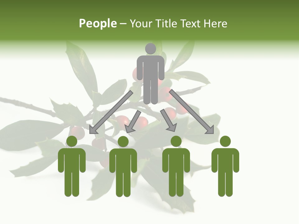 Christmas Holly Isolated On White (Natural) PowerPoint Template