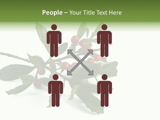 Christmas Holly Isolated On White (Natural) PowerPoint Template