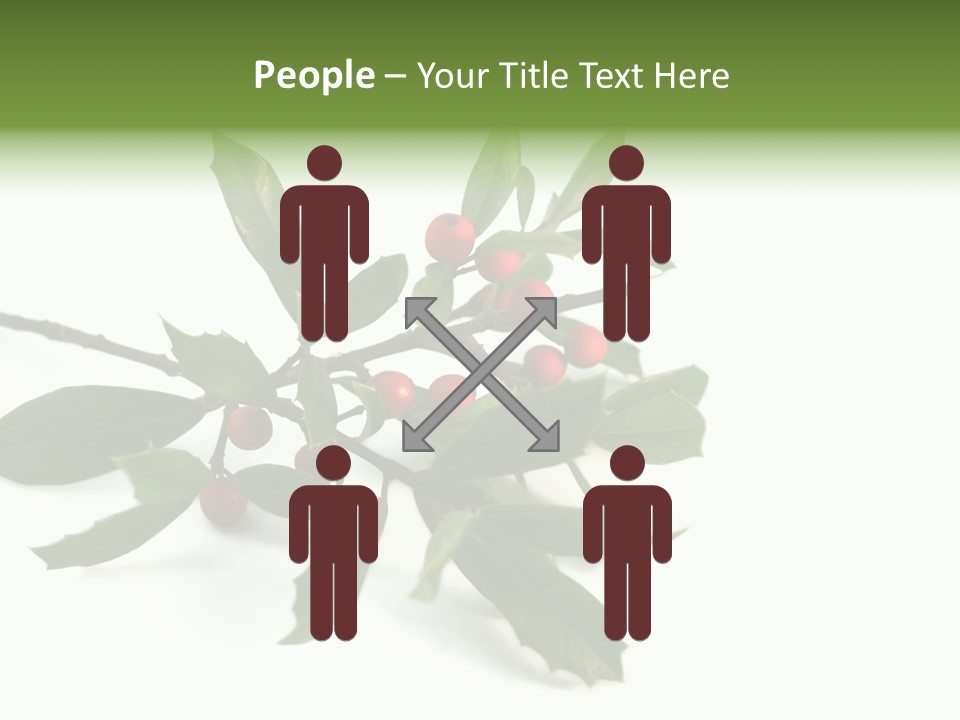Christmas Holly Isolated On White (Natural) PowerPoint Template