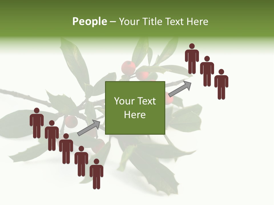 Christmas Holly Isolated On White (Natural) PowerPoint Template