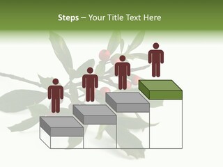 Christmas Holly Isolated On White (Natural) PowerPoint Template