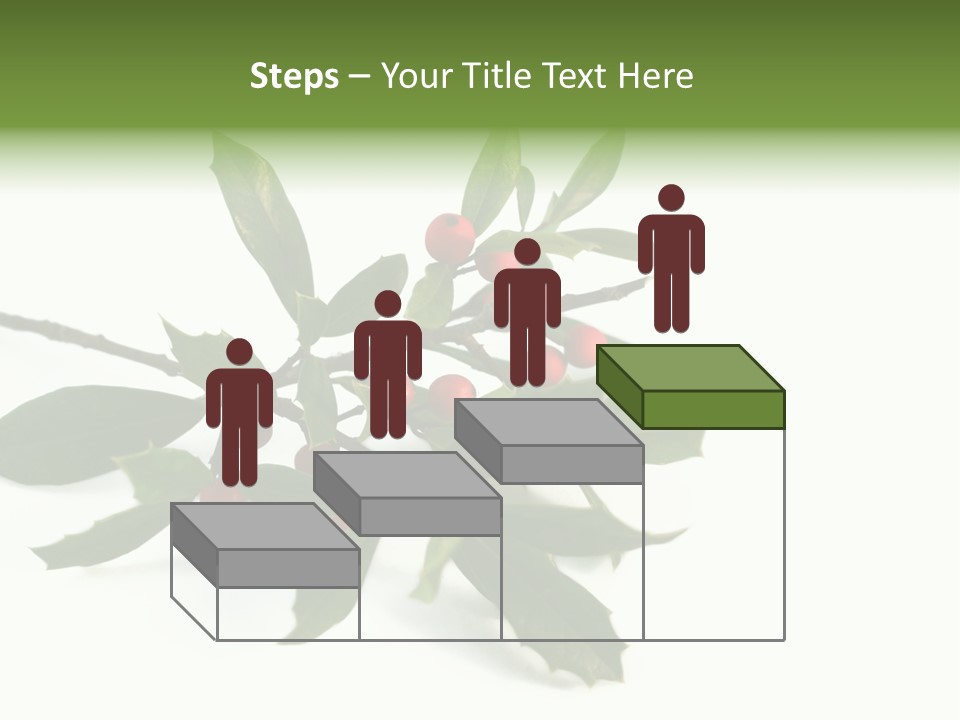 Christmas Holly Isolated On White (Natural) PowerPoint Template