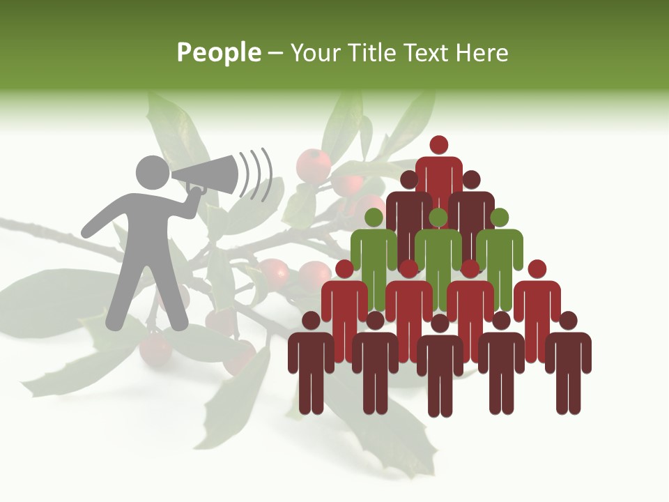 Christmas Holly Isolated On White (Natural) PowerPoint Template