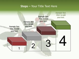 Christmas Holly Isolated On White (Natural) PowerPoint Template