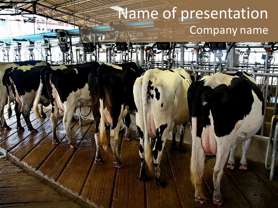 Cows In A Farm 1 PowerPoint Template