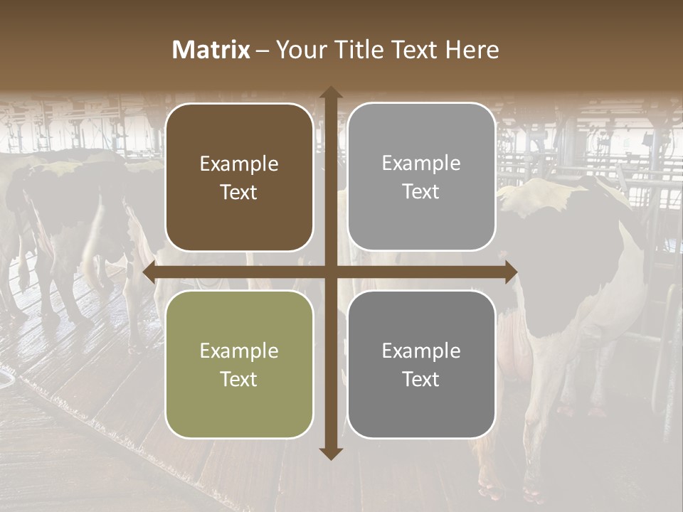 Cows In A Farm 1 PowerPoint Template