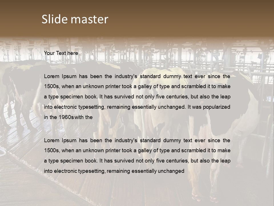 Cows In A Farm 1 PowerPoint Template