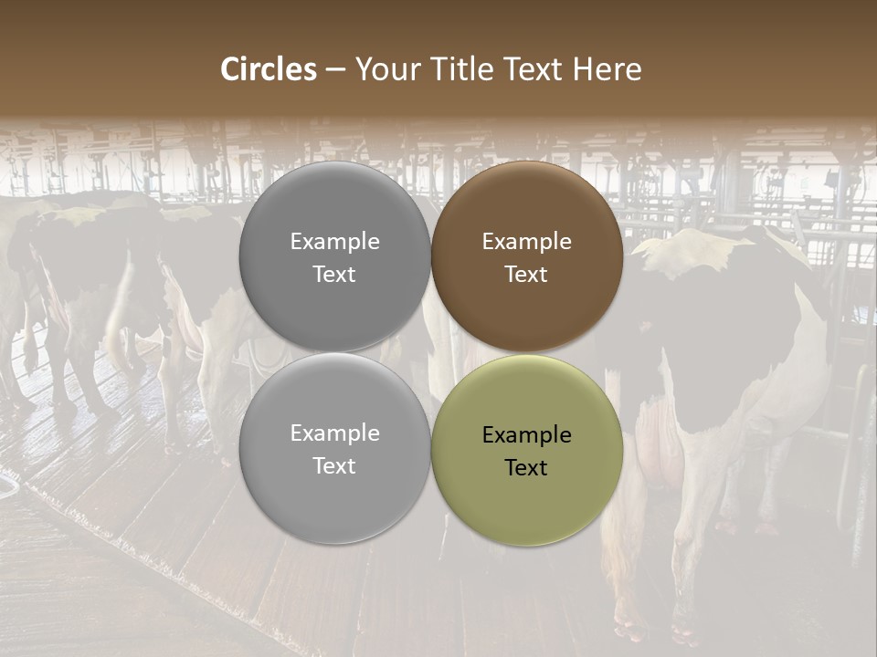 Cows In A Farm 1 PowerPoint Template