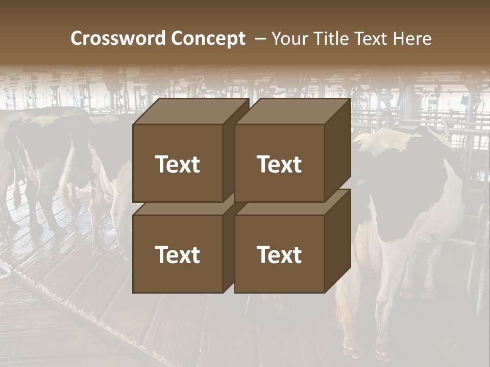 Cows In A Farm 1 PowerPoint Template