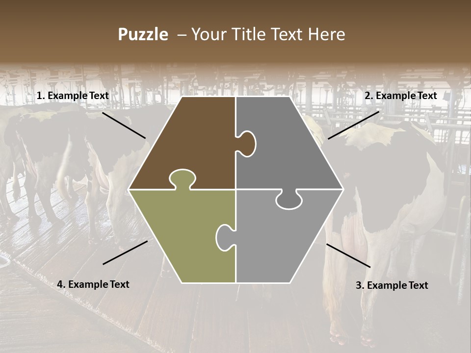 Cows In A Farm 1 PowerPoint Template