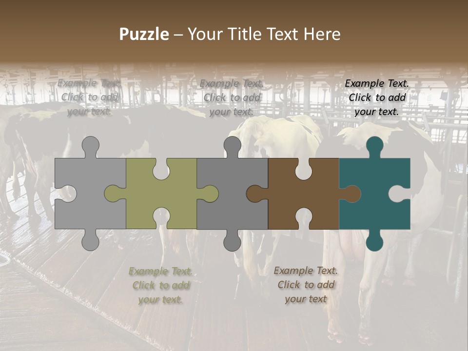 Cows In A Farm 1 PowerPoint Template