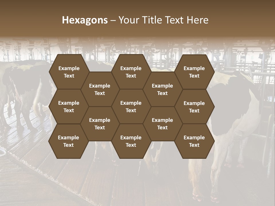 Cows In A Farm 1 PowerPoint Template